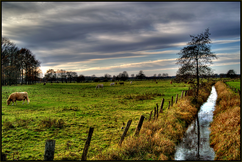 Abend-Stimmung am Rand des Moores