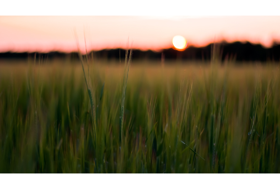 Abend über dem Feld