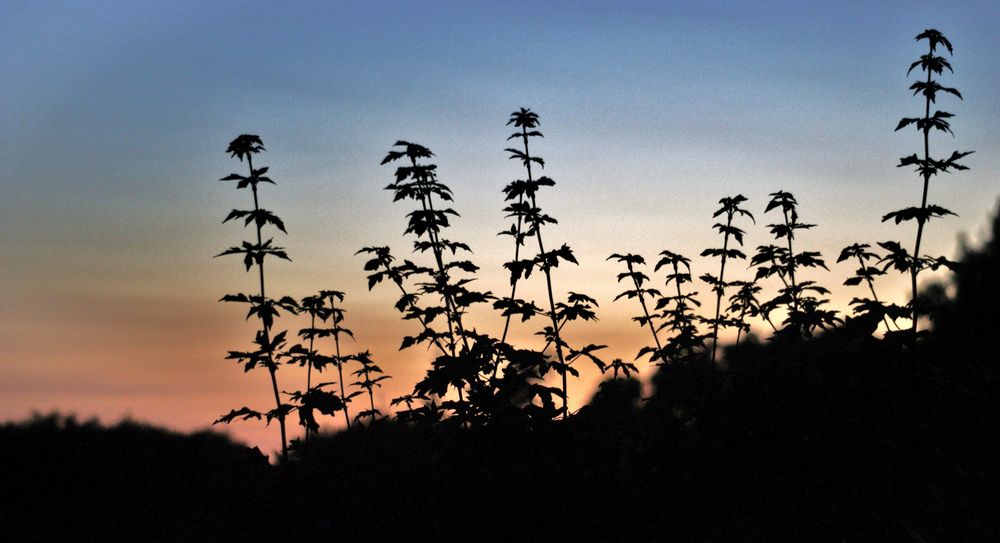 Abend über dem Moor