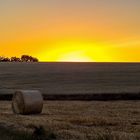 Abend überm Kornfeld...