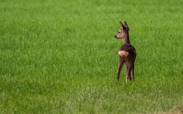 "Abend Vorstellung" (ISO 5000, leider schon wieder)