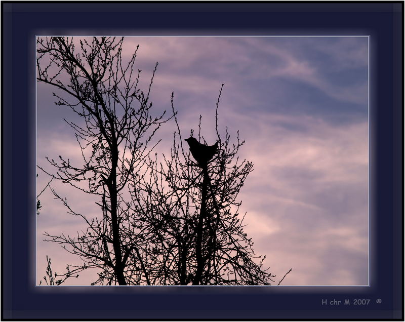 AbendAmsel