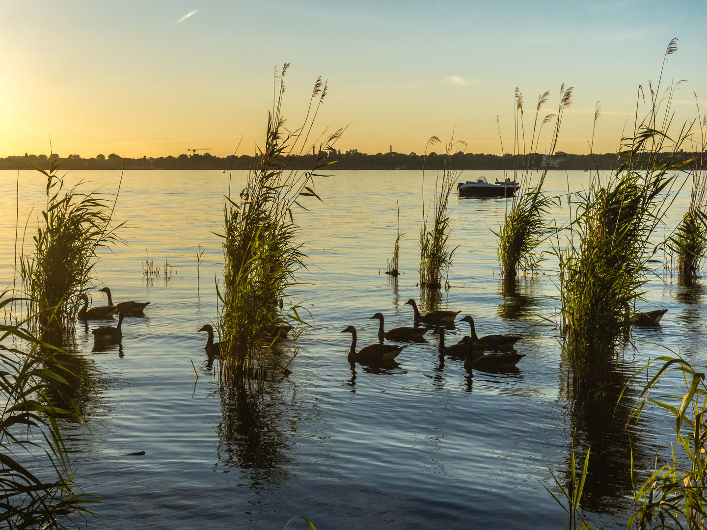 Abendausflug der Gänse bei Sonnenuntergang