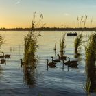 Abendausflug der Gänse bei Sonnenuntergang