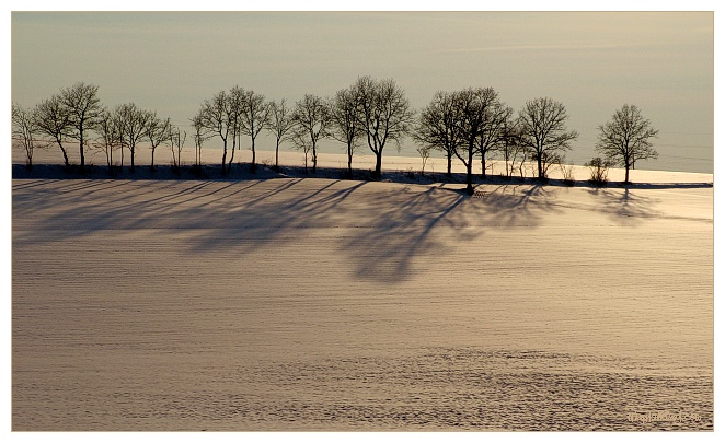 Abendbäume