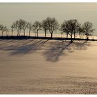 Abendbäume