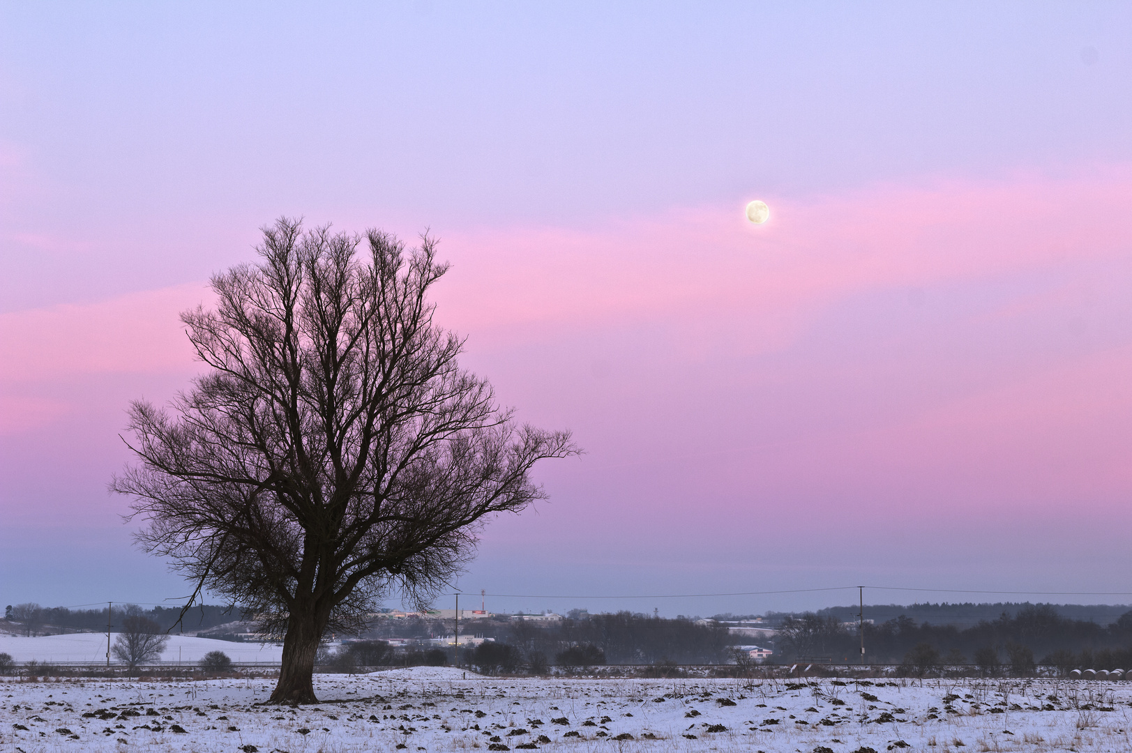 Abendbaum