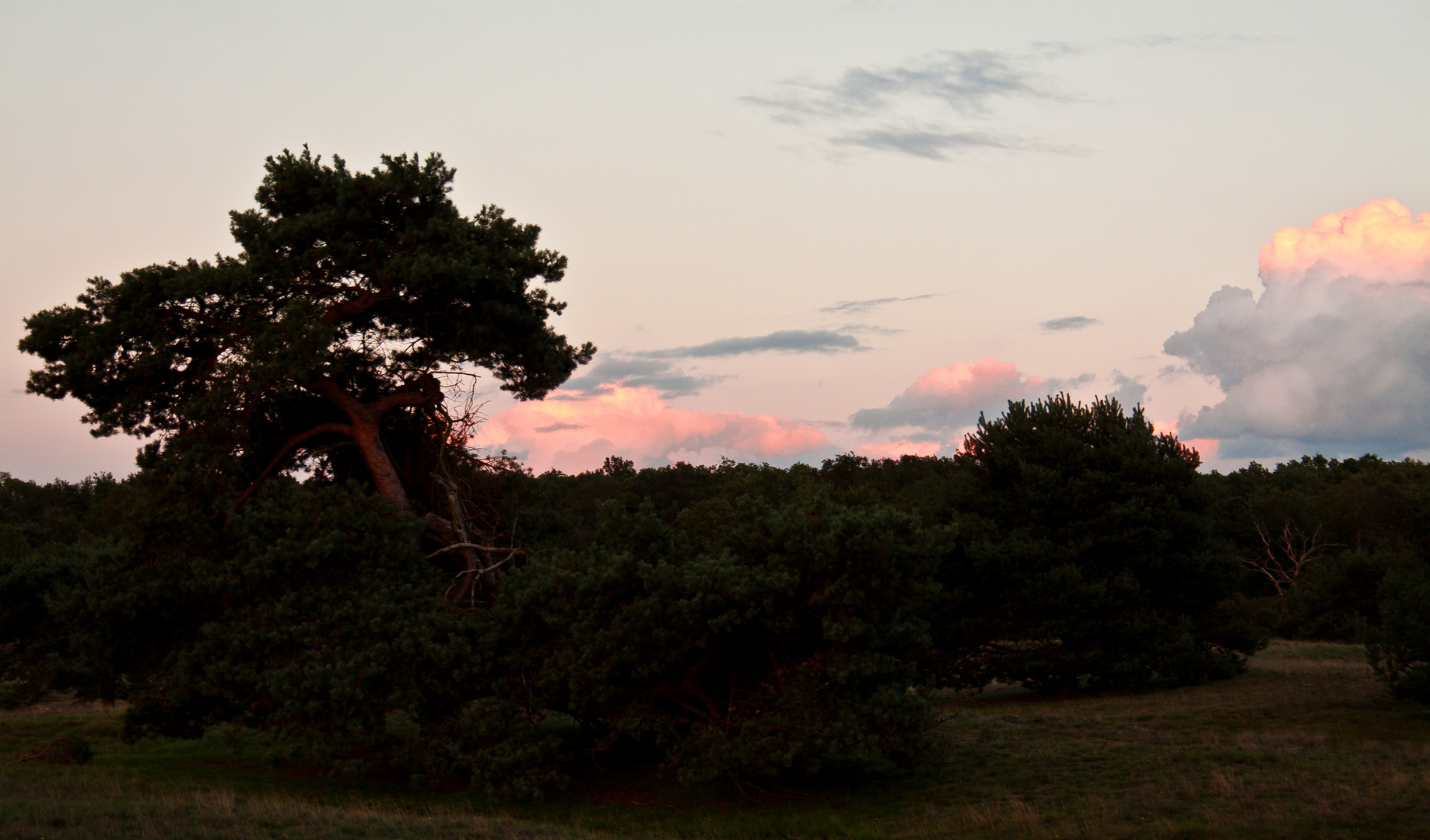 "Abendbaum"