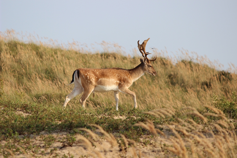 Abendbegegnung in den Dünen