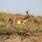 Abendbegegnung in den Dünen