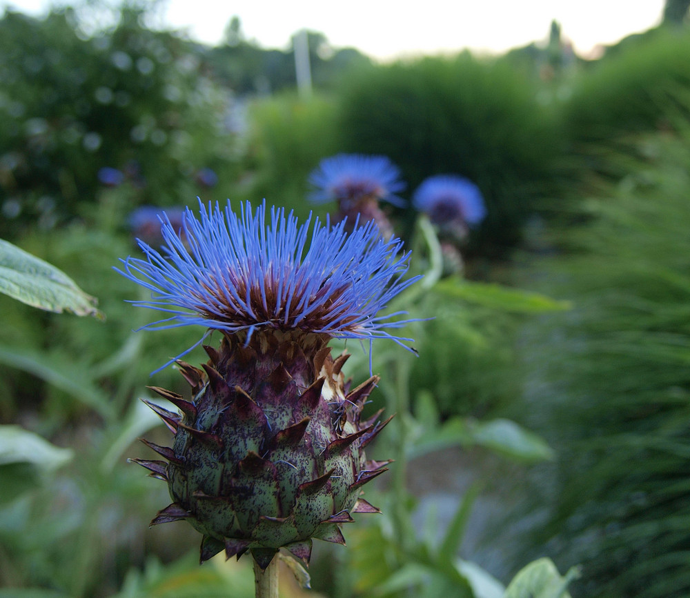 Abendblau