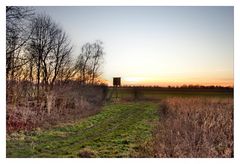 Abendblick ins Ried