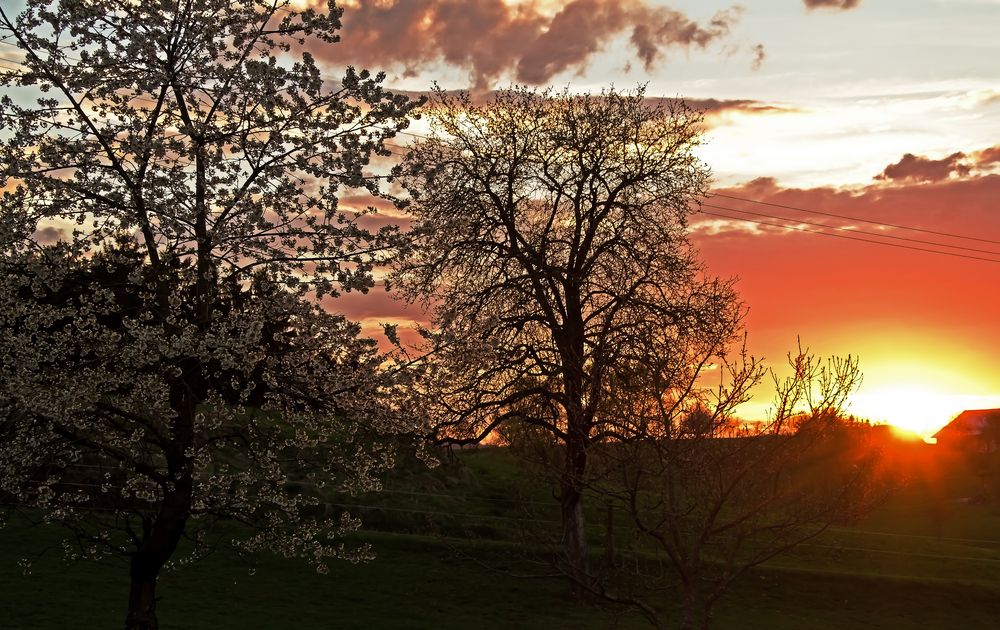 ~Abendblühen~