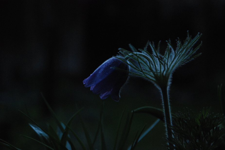 Abendblüte