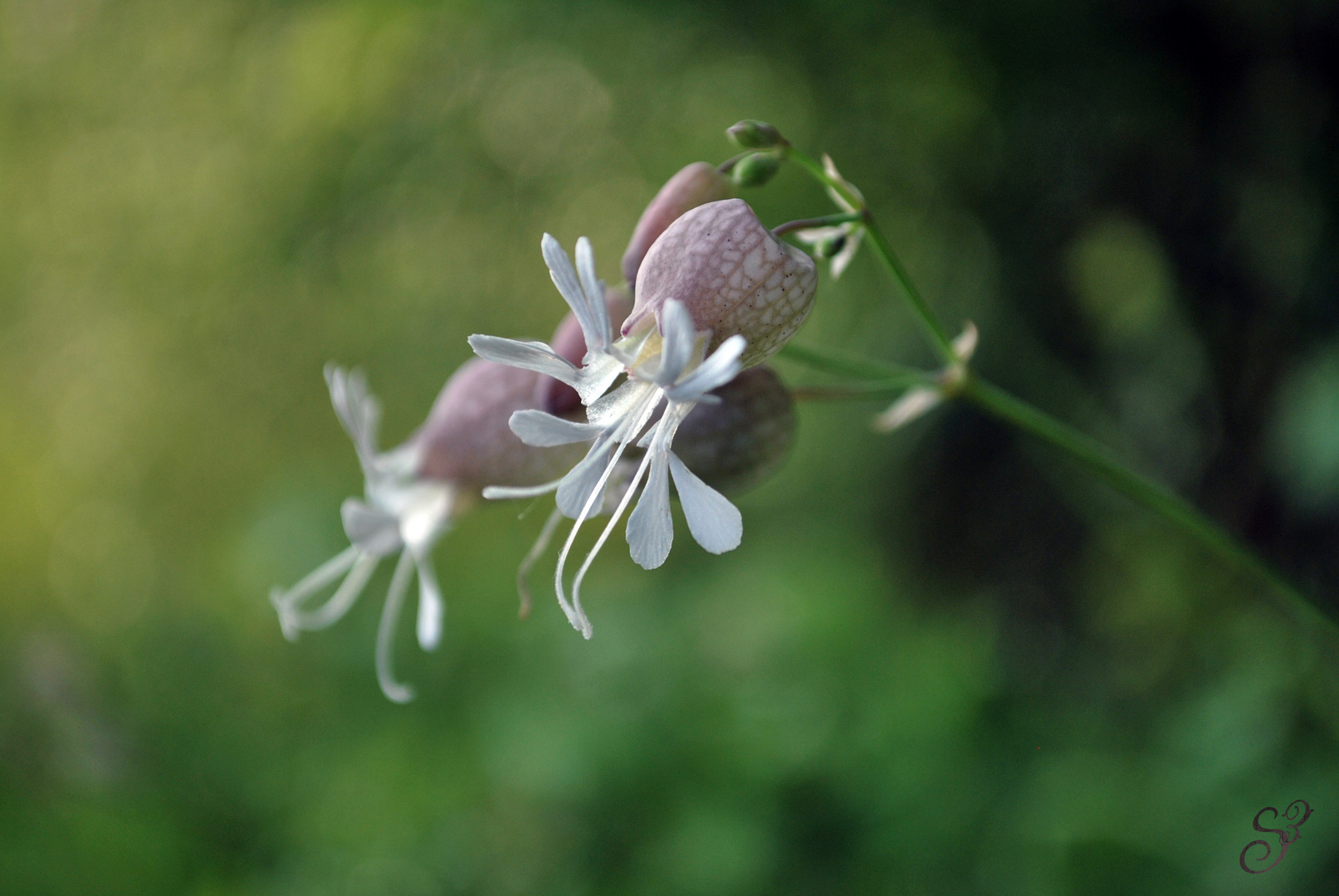 Abendblüte