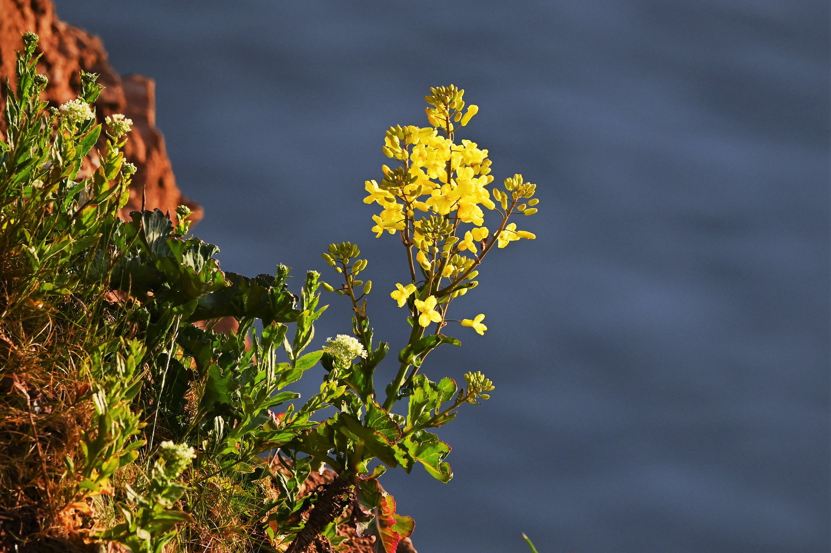 Abendblüte am roten Felsen