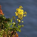 Abendblüte am roten Felsen