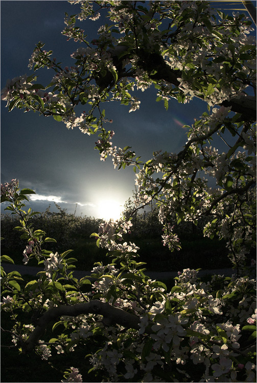 Abendblüte