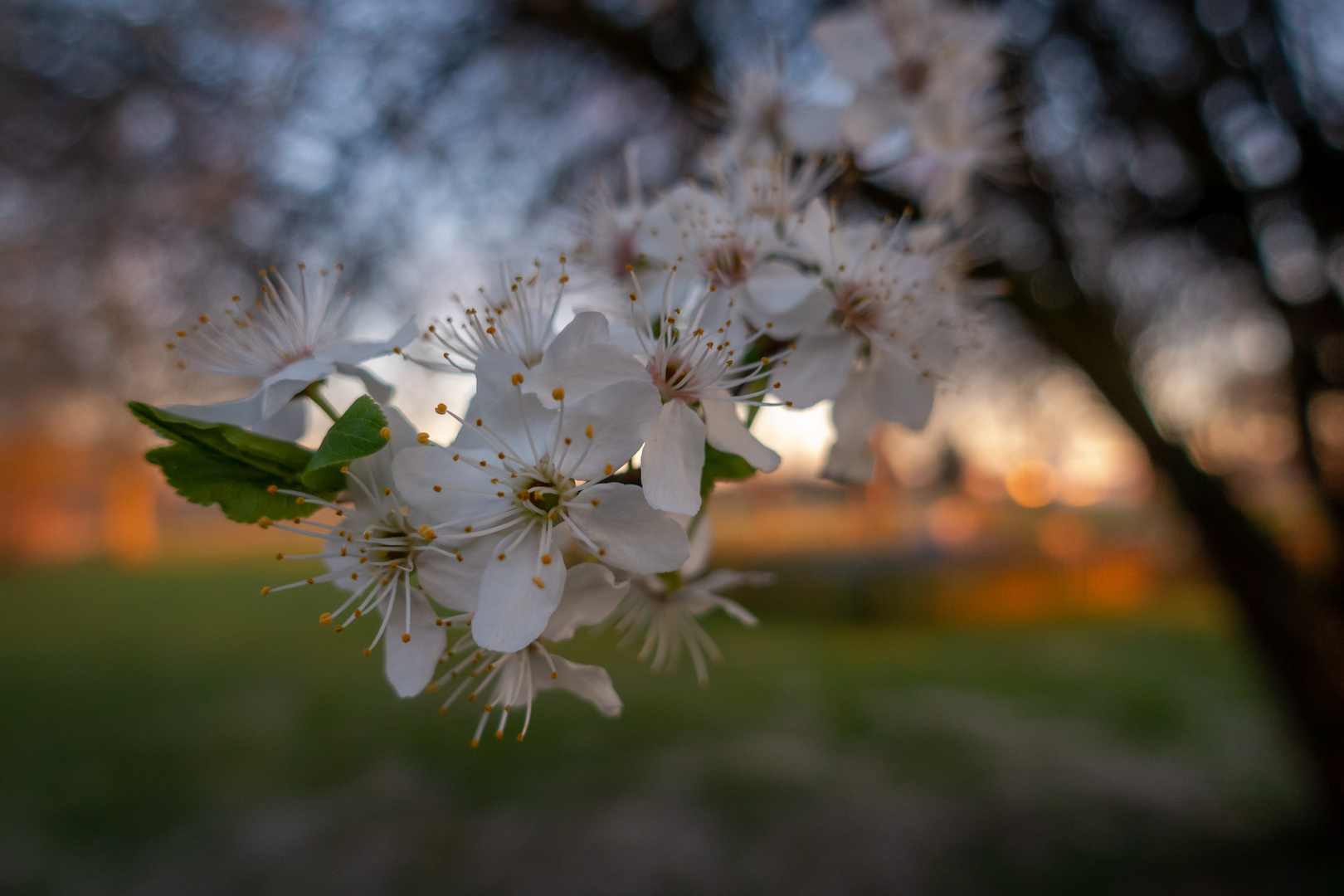 Abendblüte