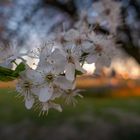 Abendblüte