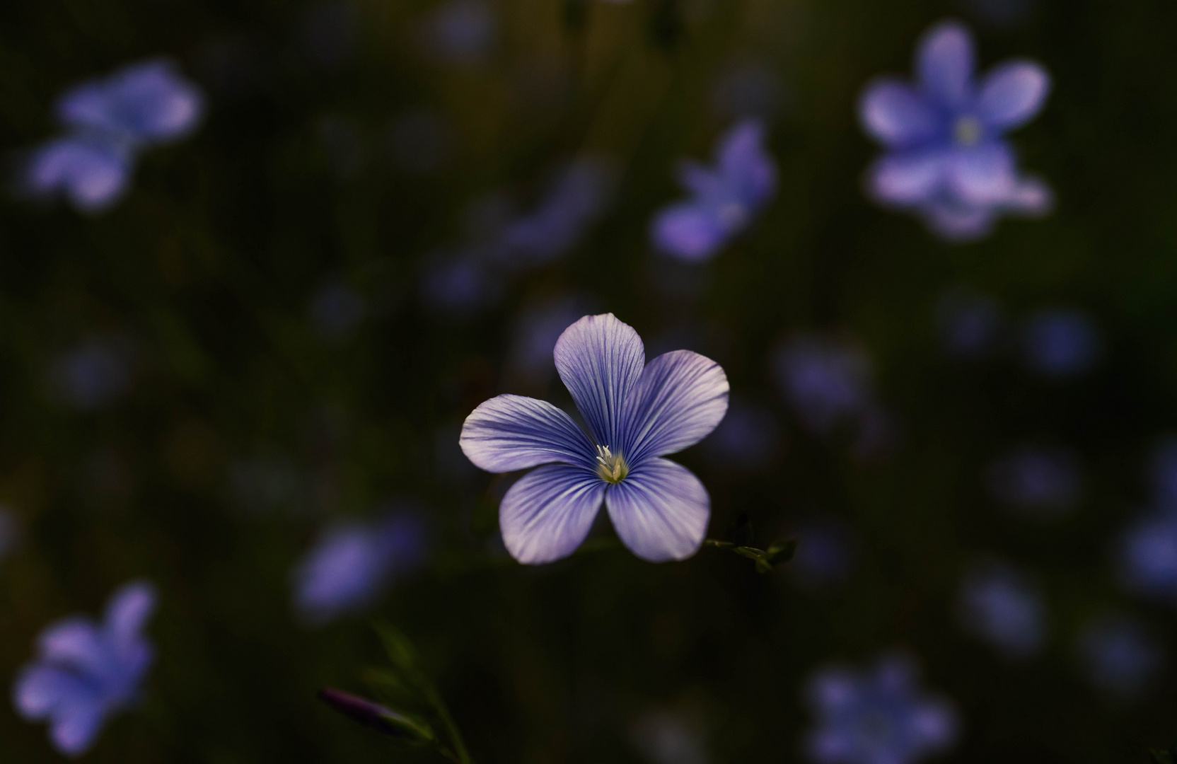 Abendblume