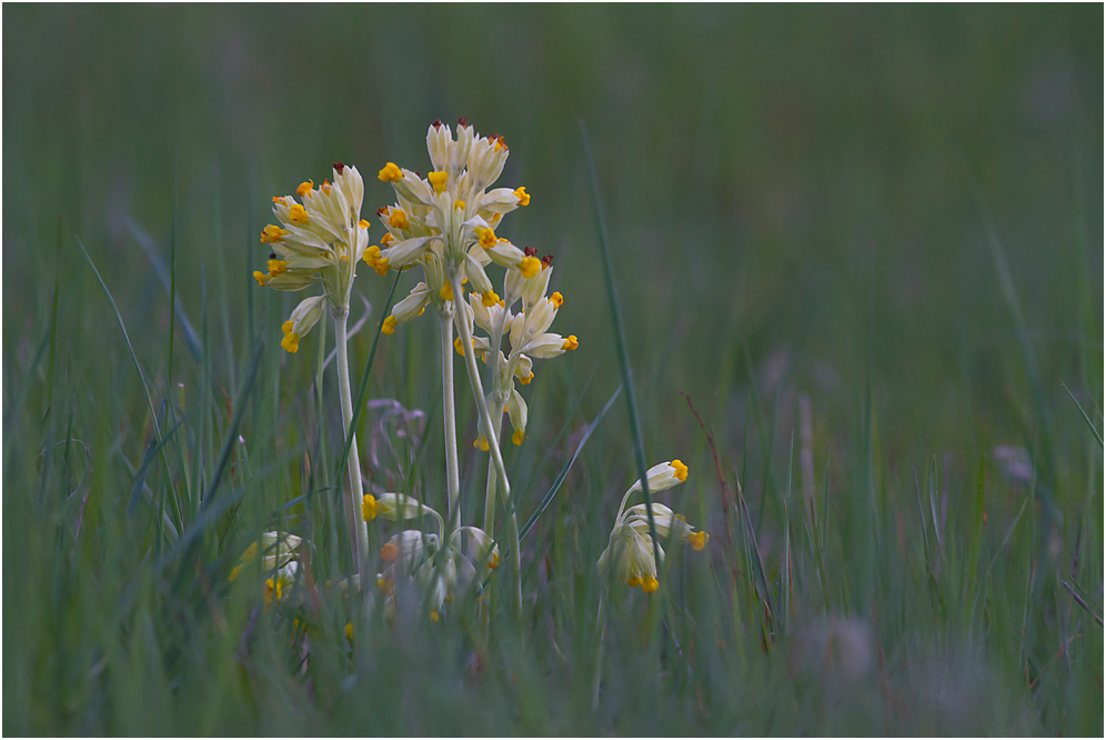 Abendblume