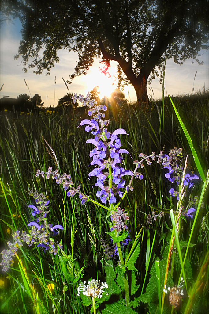 Abendblume