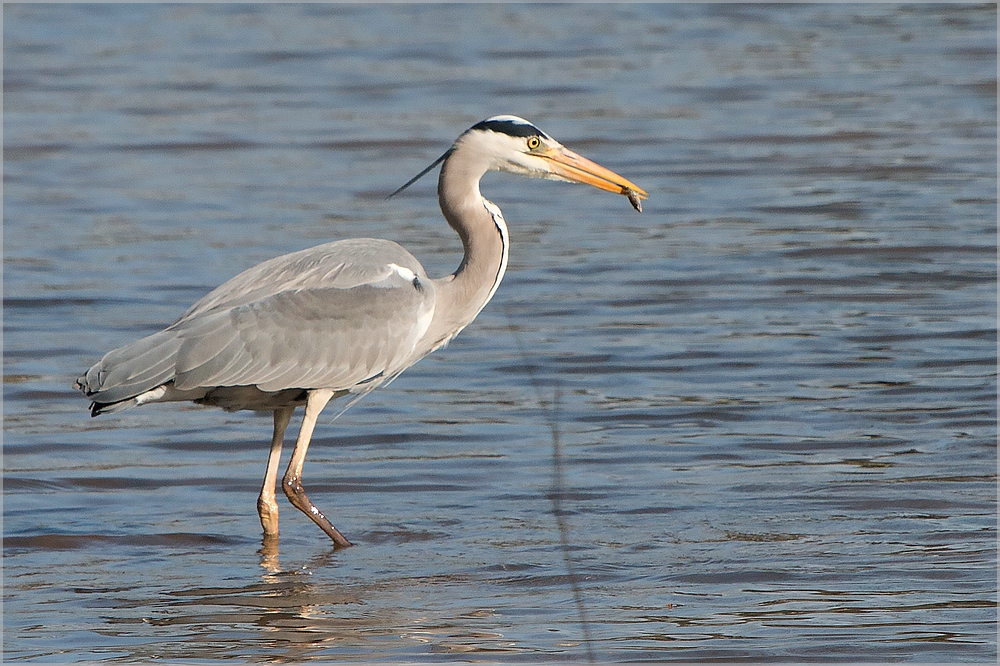 Abendbrot - äh - Fisch