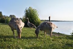 Abendbrot bei den Gänseküken