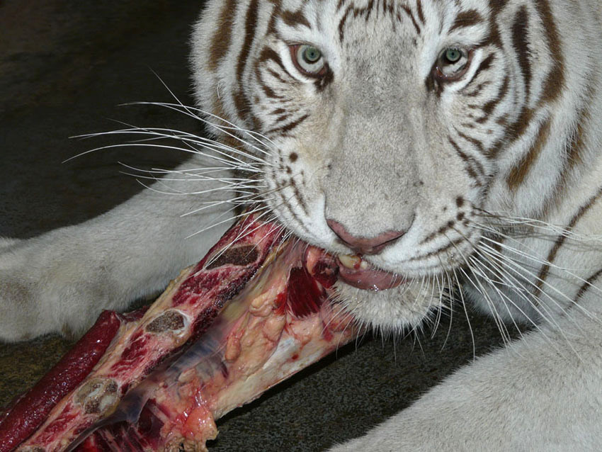 Abendbrot bei den weissen Tigern