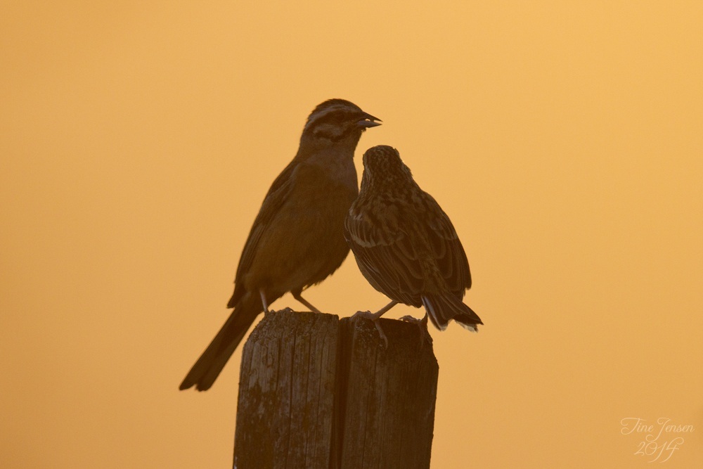 Abendbrot bei Zippammers