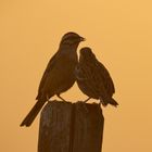 Abendbrot bei Zippammers