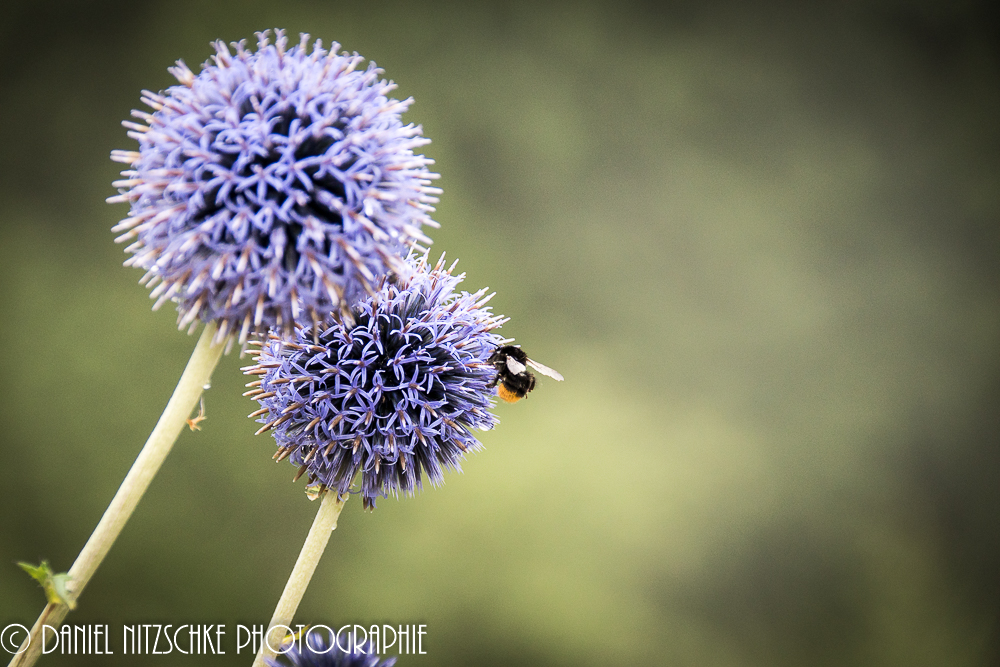 Abendbrot einer Hummel