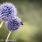 Abendbrot einer Hummel