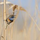 Abendbrot im Anflug