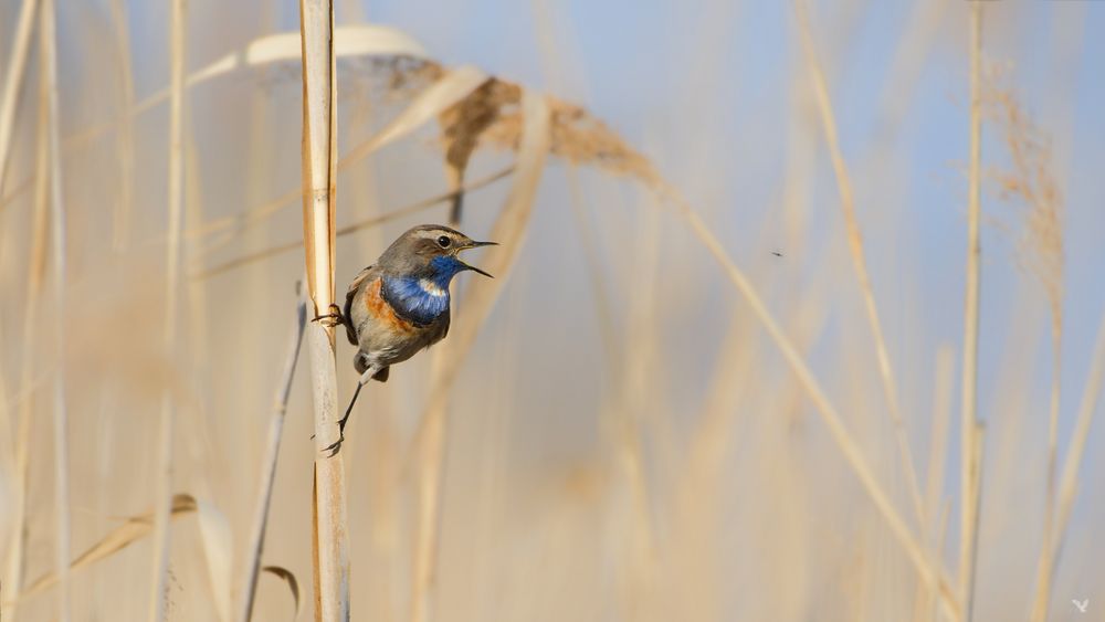 Abendbrot im Anflug