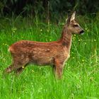 Abendbrot in der Wiese (2)