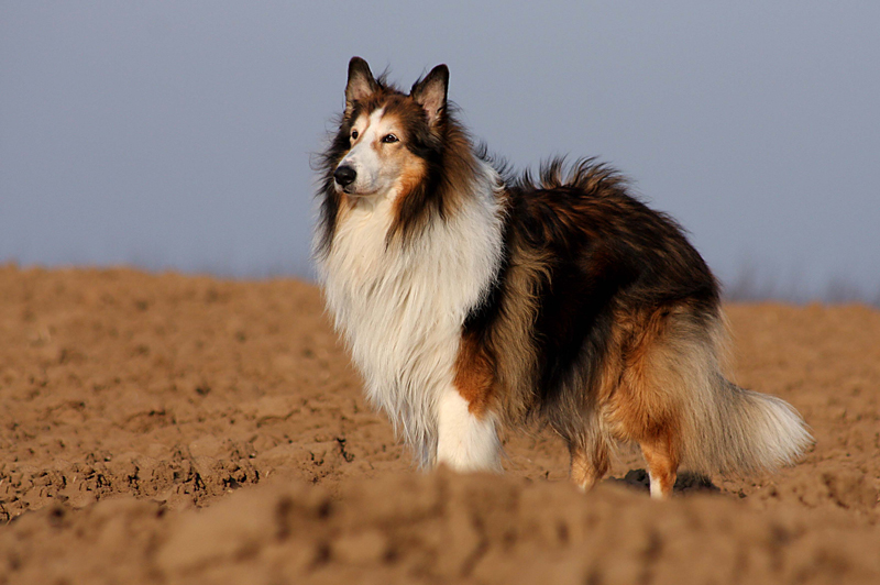 Abendcollie