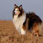 Abendcollie