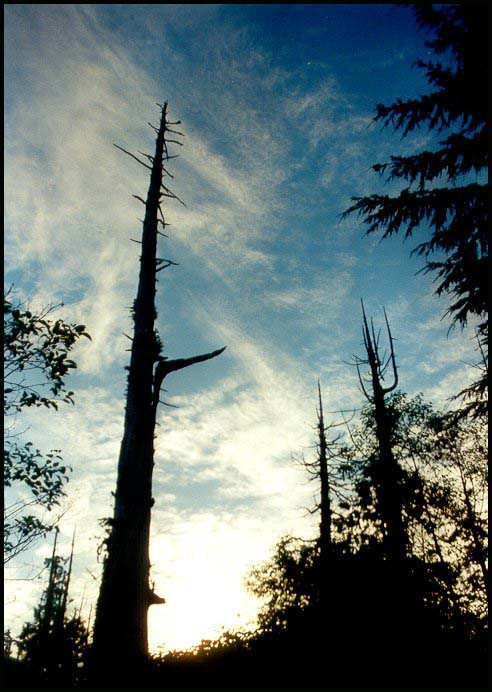 Abenddämmerung