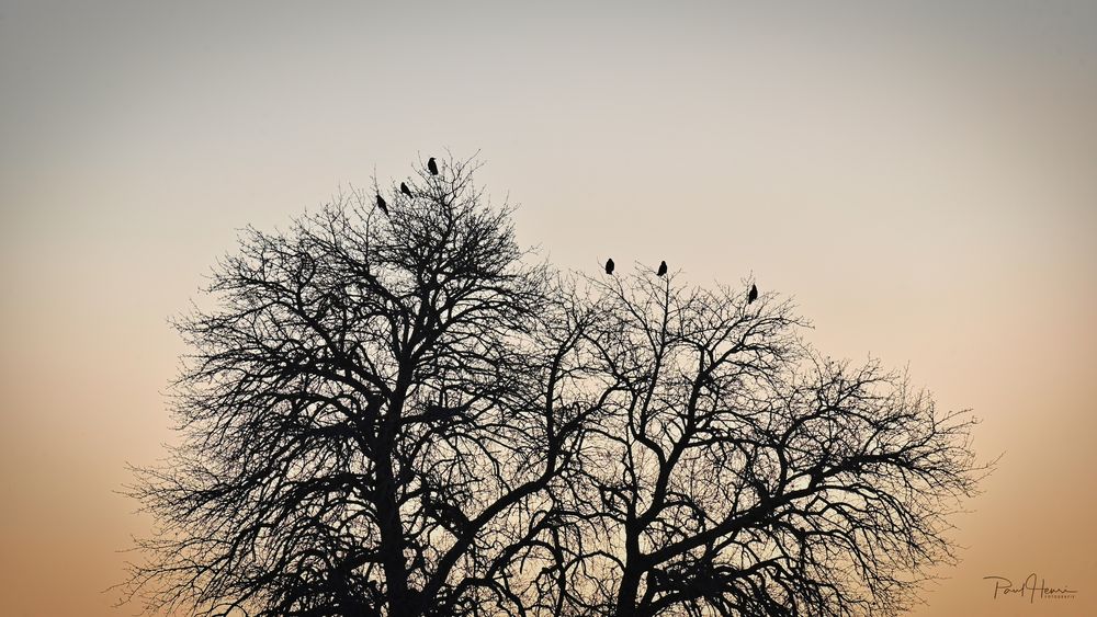 Abenddämmerung