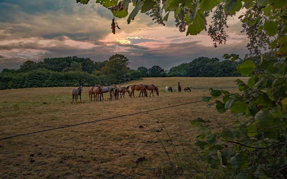 Abenddämmerung