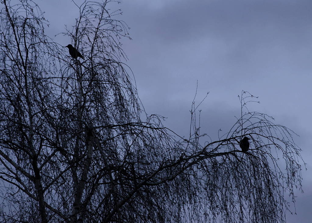 Abenddämmerung