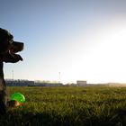 Abenddämmerung am Frisiapark