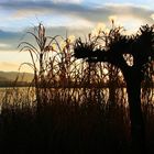 Abenddämmerung am Wallersee