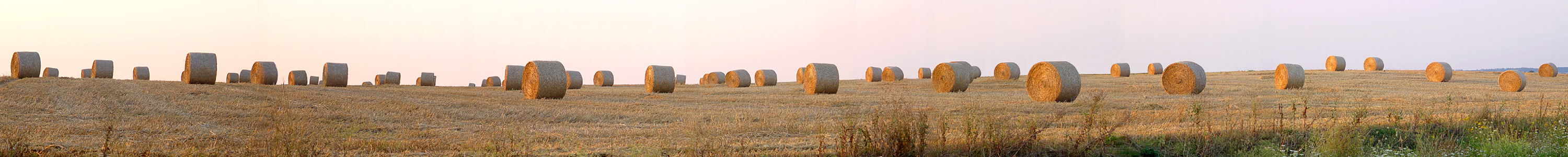 Abenddämmerung auf dem Feld