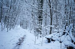 Abenddämmerung auf dem Waldpfad