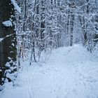 Abenddämmerung auf dem Waldpfad