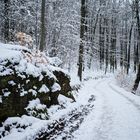 Abenddämmerung auf dem Waldweg