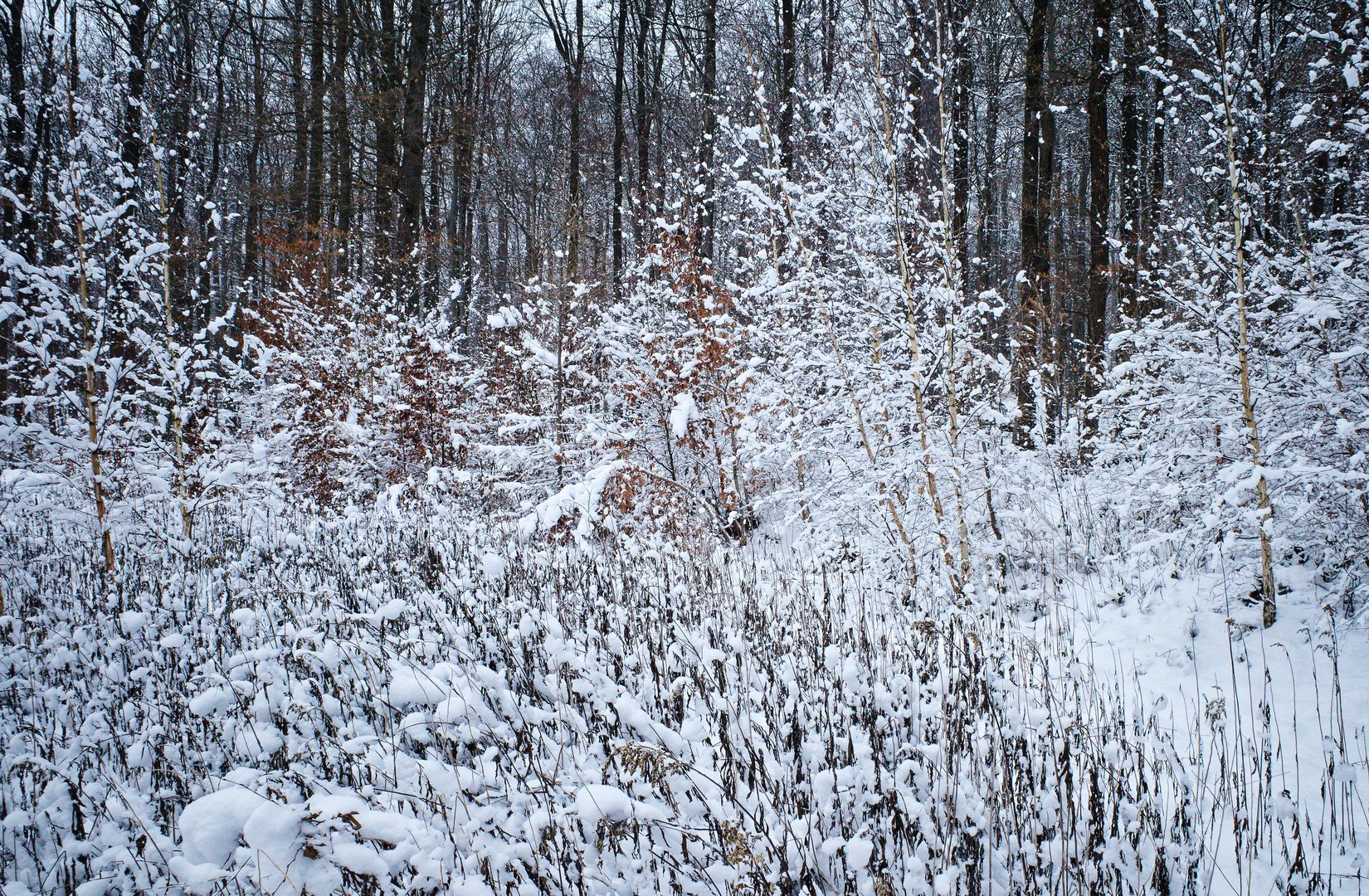 Abenddämmerung auf der verschneiten Waldlichtung